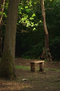 Bench in the forest