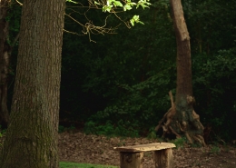 Bench in the forest