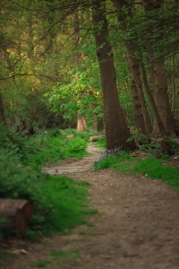 Forest Path
